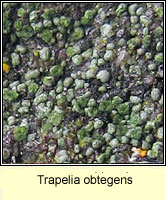 Trapelia obtegens