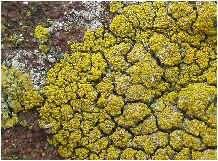 Candelariella coralliza