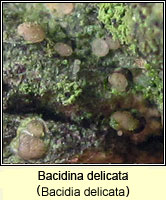 Bacidia delicata