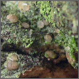 Bacidia delicata