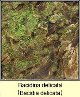 Bacidina delicata (Bacidia delicata)