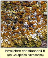 Intralichen christiansenii