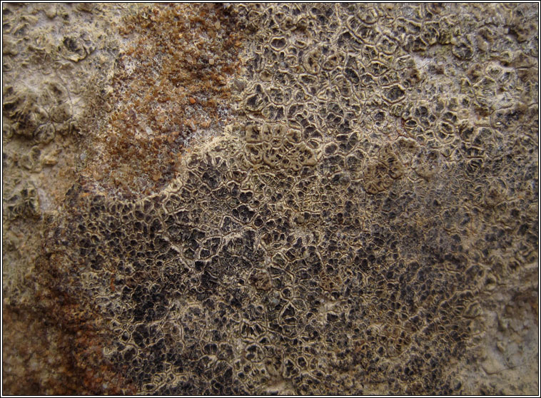 Myriospora rufescens