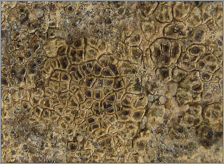 Myriospora rufescens