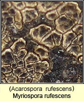 Myriospora rufescens (Acarospora  rufescens)