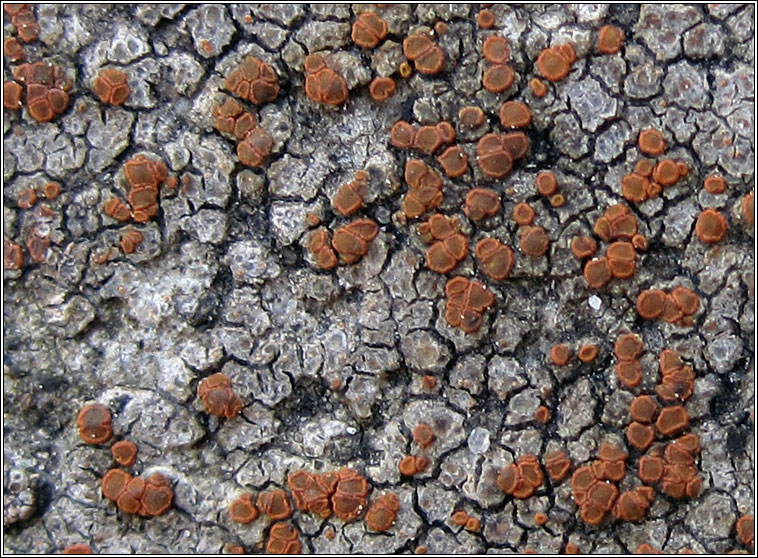 Caloplaca ceracea