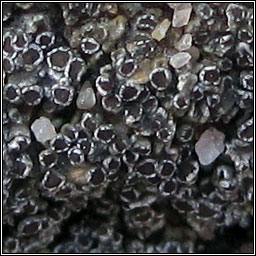 Lecanora helicopis