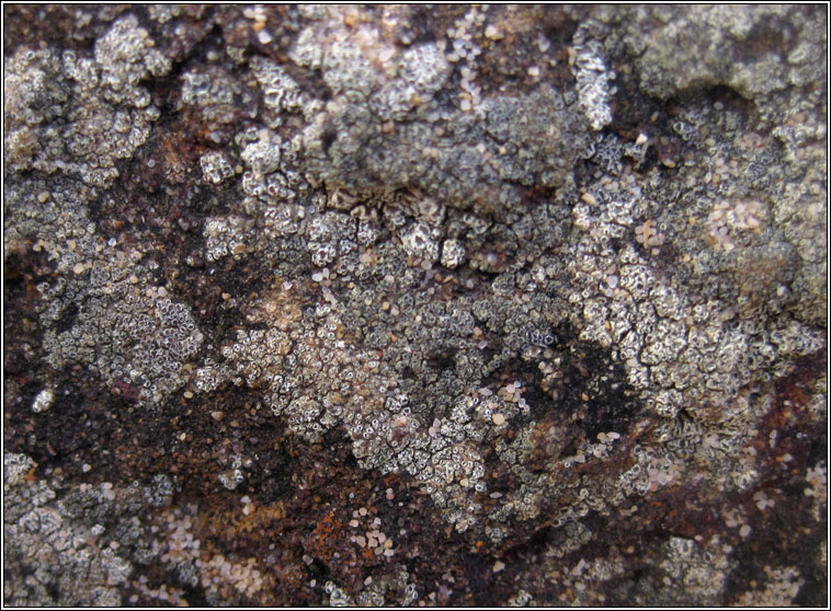 Lecanora helicopis