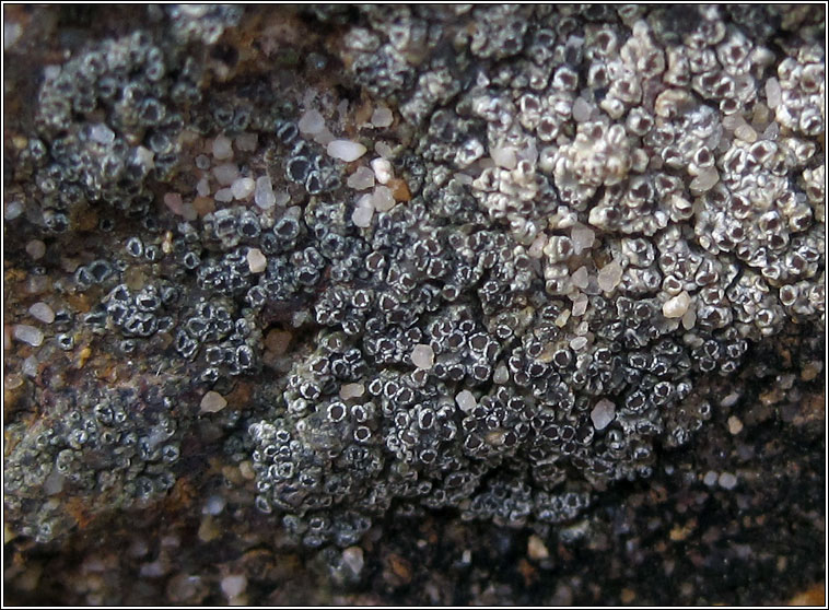 Lecanora helicopis