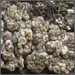 Lecanora varia