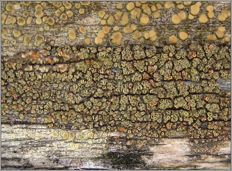 Lecanora varia