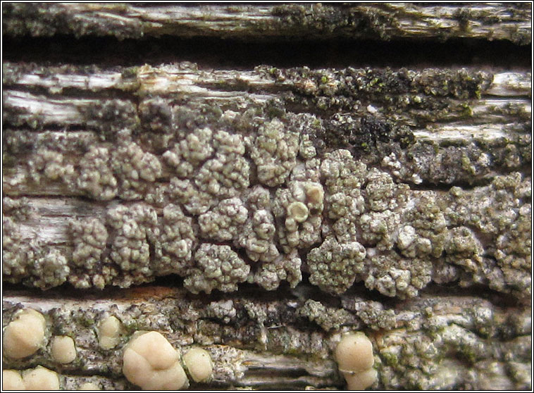 Lecanora varia