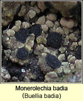 Monerolechia badia (Buellia badia)