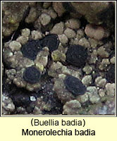 Monerolechia badia (Buellia badia)