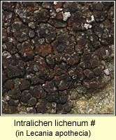 Intralichen lichenum