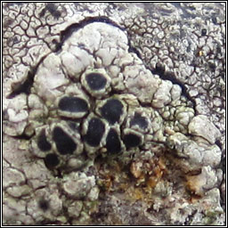 Lecanora gangaleoides