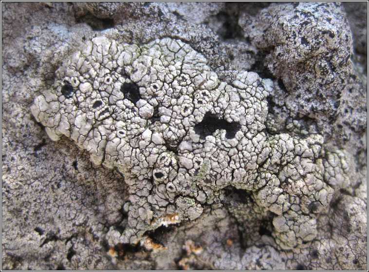 Lecanora gangaleoides