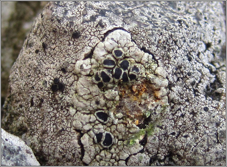 Lecanora gangaleoides