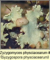 Syzygospora physciacearum