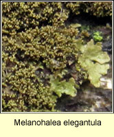 Melanohalea elegantula