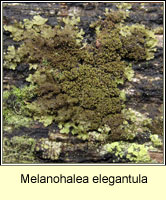 Melanohalea elegantula