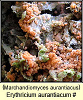 Marchandiomyces aurantiacus