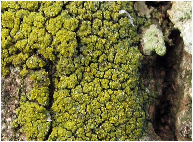 Candelariella xanthostigma