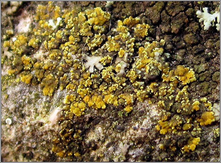 Caloplaca arcis