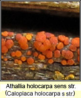 Athallia holocarpa s str (Caloplaca holocarpa ss)