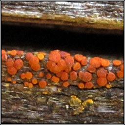 Caloplaca holocarpa sens str