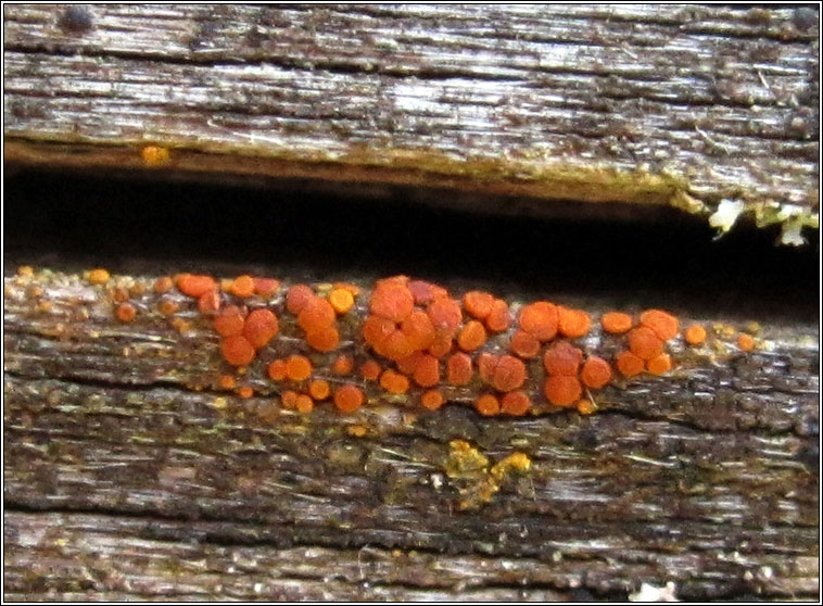 Caloplaca holocarpa sens str