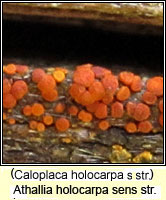 Athallia holocarpa (Caloplaca holocarpa)