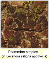 Psammina simplex