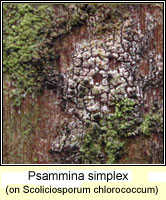 Psammina simplex