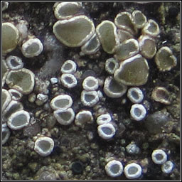 Lecanora semipallida