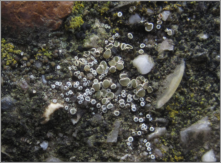 Lecanora semipallida