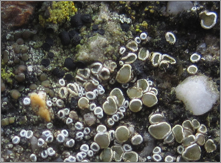 Lecanora semipallida