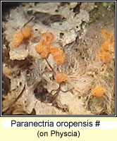 Paranectria oropensis