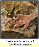 Laetisaria lichenicola