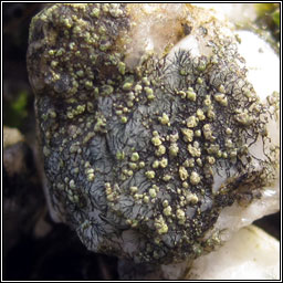 Lecanora soralifera