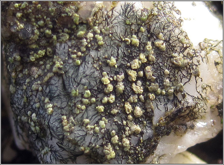 Lecanora soralifera