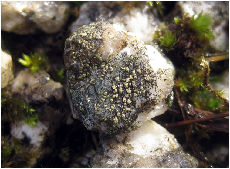 Lecanora soralifera