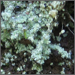 Leprocaulon microscopicum