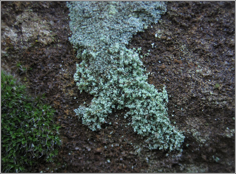 Leprocaulon microscopicum