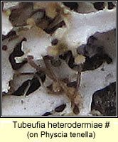 Tubeufia heterodermiae