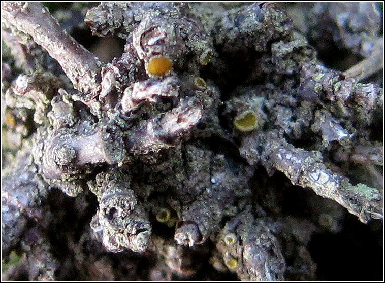 Caloplaca stillicidiorum