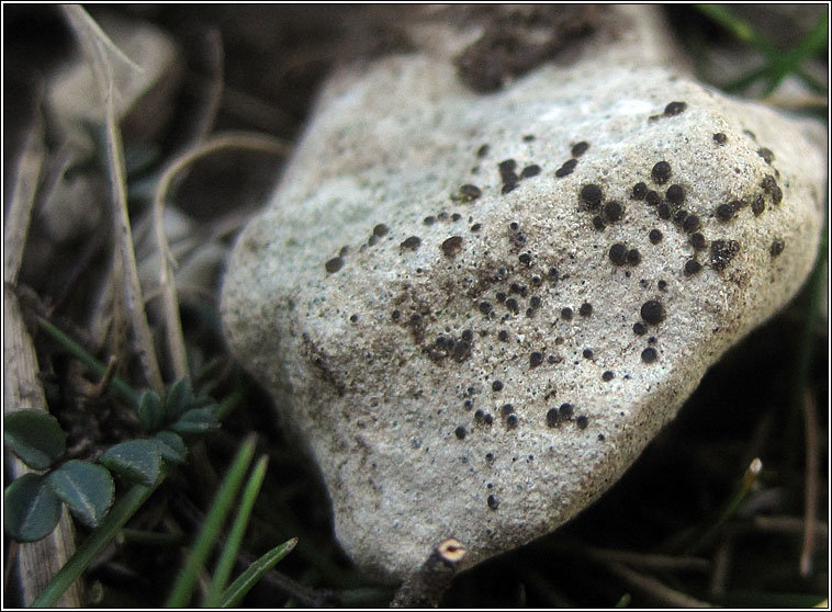 Rinodina bischoffii