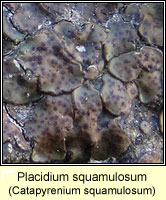 Placidium squamulosum