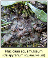 Placidium squamulosum