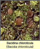 Bacidina chloroticula (Bacidia chloroticula)